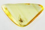 Detailed Fossil Parasitoid Wasp (Braconidae) in Baltic Amber #346574-1